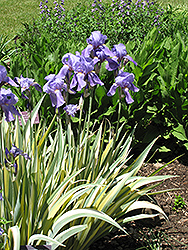 Golden Variegated Sweet Iris (Iris pallida 'Aureovariegata') at Green Haven Garden Centre