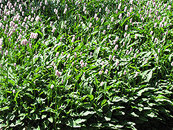 Pink Snakeweed (Polygonum bistorta 'Superbum') at Green Haven Garden Centre