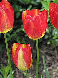 Garden Party Tulip (Tulipa 'Garden Party') at Green Haven Garden Centre