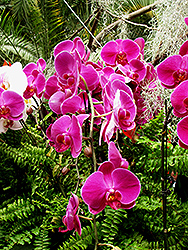 Ida Fukumura Orchid (Phalaenopsis 'Ida Fukumura') at Green Haven Garden Centre