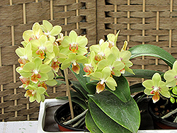 Phalaenopsis Orchid's (Phalaenopsis x hybrida) at Green Haven Garden Centre
