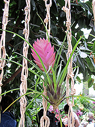 Pink Quill (Tillandsia cyanea) at Green Haven Garden Centre