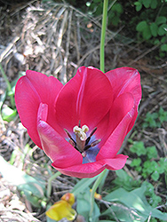 Apeldoorn Tulip (Tulipa 'Apeldoorn') at Green Haven Garden Centre