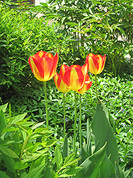 Antoinette Tulip (Tulipa 'Antoinette') at Green Haven Garden Centre