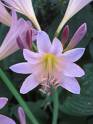 Surprise Lily (Lycoris squamigera) at Green Haven Garden Centre