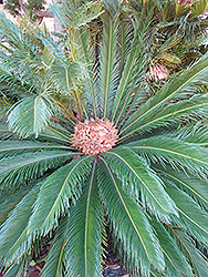 Japanese Sago Palm (Cycas revoluta) at Green Haven Garden Centre