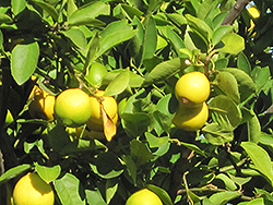 Persian Lime (Citrus x latifolia) at Green Haven Garden Centre
