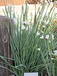 Paperwhites (Narcissus papyraceus) at Green Haven Garden Centre