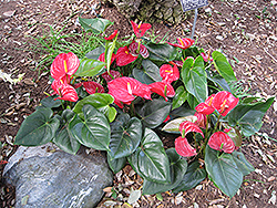 Anthurium (Anthurium andraeanum) at Green Haven Garden Centre