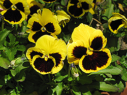 Delta Yellow With Blotch Pansy (Viola x wittrockiana 'Delta Yellow With Blotch') at Green Haven Garden Centre