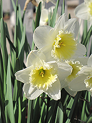 Ice Follies Daffodil (Narcissus 'Ice Follies') at Green Haven Garden Centre