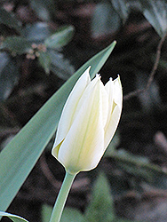White Emperor Tulip (Tulipa 'White Emperor') at Green Haven Garden Centre