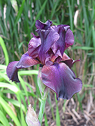 Superstition Iris (Iris 'Superstition') at Green Haven Garden Centre