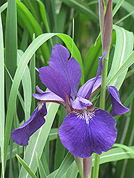 Caesar's Brother Siberian Iris (Iris sibirica 'Caesar's Brother') at Green Haven Garden Centre