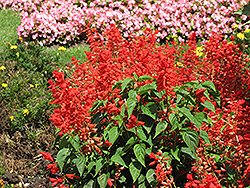Sizzler Red Sage (Salvia splendens 'Sizzler Red') at Green Haven Garden Centre