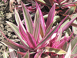 Variegated Moses In The Cradle (Tradescantia spathacea 'Variegata') at Green Haven Garden Centre