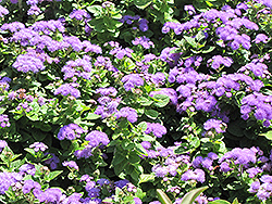 Hawaii Blue Flossflower (Ageratum 'Hawaii Blue') at Green Haven Garden Centre
