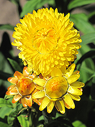 Dreamtime Jumbo Yellow Strawflower (Bracteantha bracteata 'OHB003790') at Green Haven Garden Centre