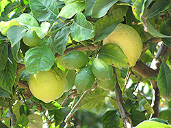 Eureka Lemon (Citrus limon 'Eureka') at Green Haven Garden Centre