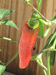 Serrano Hot Pepper (Capsicum annuum 'Serrano') at Green Haven Garden Centre