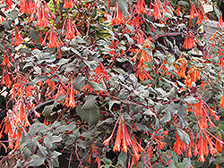 Gartenmeister Fuchsia (Fuchsia 'Gartenmeister Bonstedt') at Green Haven Garden Centre