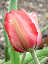 Menton Tulip (Tulipa 'Menton') at Green Haven Garden Centre