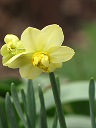 Yellow Cheerfulness Daffodil (Narcissus x poetaz 'Yellow Cheerfulness') at Green Haven Garden Centre