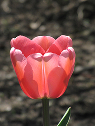 Apeldoorn Tulip (Tulipa 'Apeldoorn') at Green Haven Garden Centre