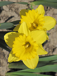 Dutch Master Daffodil (Narcissus 'Dutch Master') at Green Haven Garden Centre