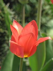 Red Emperor Tulip (Tulipa fosteriana 'Red Emperor') at Green Haven Garden Centre