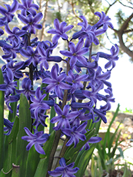 Blue Jacket Hyacinth (Hyacinthus orientalis 'Blue Jacket') at Green Haven Garden Centre