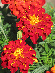 Safari Red Marigold (Tagetes patula 'Safari Red') at Green Haven Garden Centre