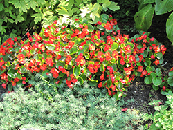 Bada Bing Scarlet Begonia (Begonia 'Bada Bing Scarlet') at Green Haven Garden Centre
