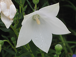Astra White Balloon Flower (Platycodon grandiflorus 'Astra White') at Green Haven Garden Centre