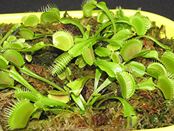 Venus Flytrap (Dionaea muscipula) at Green Haven Garden Centre