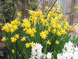 Tete a Tete Daffodil (Narcissus 'Tete a Tete') at Green Haven Garden Centre