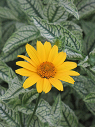 Loraine Sunshine False Sunflower (Heliopsis helianthoides 'Loraine Sunshine') at Green Haven Garden Centre