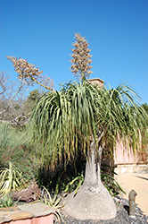 Pony Tail Palm (Nolina recurvata) at Green Haven Garden Centre