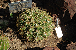 Chin Cactus (Gymnocalycium mihanovichii) at Green Haven Garden Centre