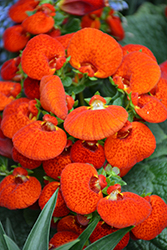 Cinderella Orange Shades Pocketbook Flower (Calceolaria 'Cinderella Orange Shades') at Green Haven Garden Centre