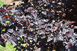 Summer Wine Black Ninebark (Physocarpus opulifolius 'SMNPMS') at Green Haven Garden Centre