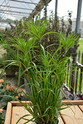 Prince Tut Egyptian Papyrus (Cyperus 'Prince Tut') at Green Haven Garden Centre