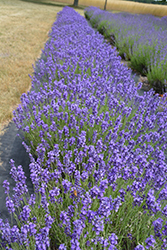 Hidcote Lavender (Lavandula angustifolia 'Hidcote') at Green Haven Garden Centre