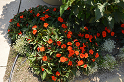 SunPatiens Compact Orange New Guinea Impatiens (Impatiens 'SakimP011') at Green Haven Garden Centre