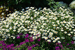 Pure White Butterfly Marguerite Daisy (Argyranthemum frutescens 'G14420') at Green Haven Garden Centre