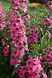 Angelface Perfectly Pink Angelonia (Angelonia angustifolia 'Balang15434') at Green Haven Garden Centre