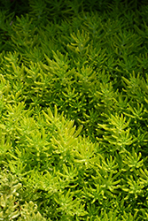 Lemon Coral Stonecrop (Sedum rupestre 'Lemon Coral') at Green Haven Garden Centre