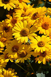 Tuscan Sun False Sunflower (Heliopsis helianthoides 'Tuscan Sun') at Green Haven Garden Centre