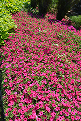 Supertunia Vista Fuchsia Petunia (Petunia 'Supertunia Vista Fuchsia') at Green Haven Garden Centre