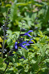 Black And Blue Anise Sage (Salvia guaranitica 'Black And Blue') at Green Haven Garden Centre